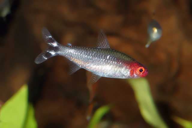 FH_ZA_2476(Hemigrammus rhodostomus).jpg